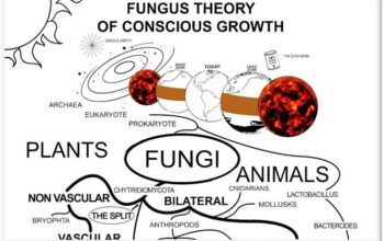 Fungus Theory of Conscious Growth
